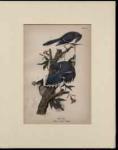 Blue Jay male & 2 females beautiful print