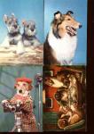 Dogs 10 beautiful cards 1 great wolf 1monkeys