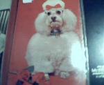 Poodle with Roses in Front, Photo