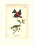 Scarlet Tanager Beautiful 1900 color print