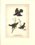 Red Winged Black Bird beautiful 1900 print