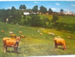 1960's Cows in the Green Mead.