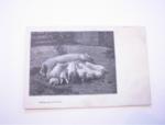 1920's Making Hogs of Themselves.