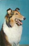 POSTCARD OF A COLLIE FROM 1956