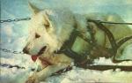 POSTCARD OF A GERMAN SHEPHARD FROM 1957