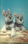 POSTCARD OF 2 TERRIER PUPS FROM 1961