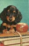 POSTCARD OF A PUP W/APPLE FROM 1962