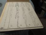 Human Body Drawing Cards 1937 H. Fink Co. 12 Lot